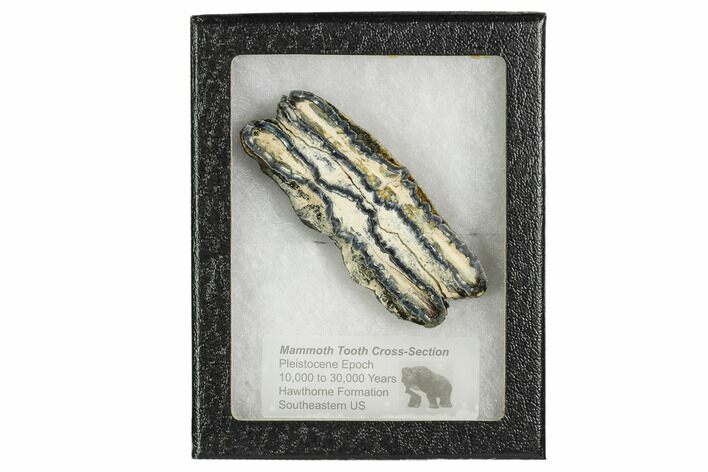 Mammoth Molar Slice With Case - South Carolina #106474